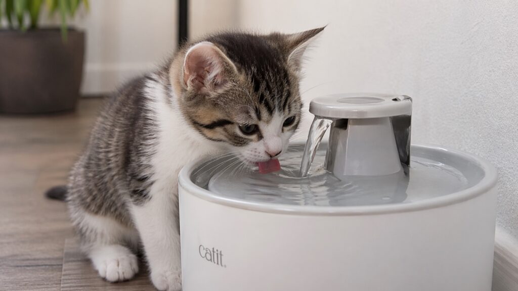 cuanto debe beber un gato