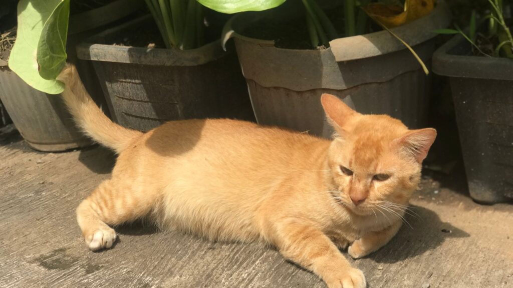 Gato deshidratado porque no bebe agua