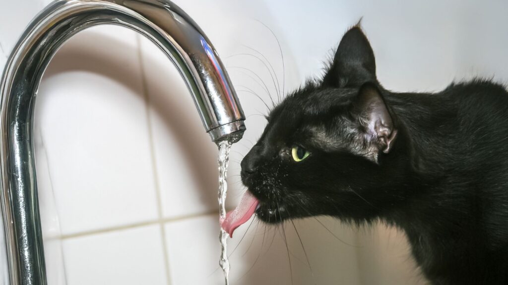 Gato bebe agua