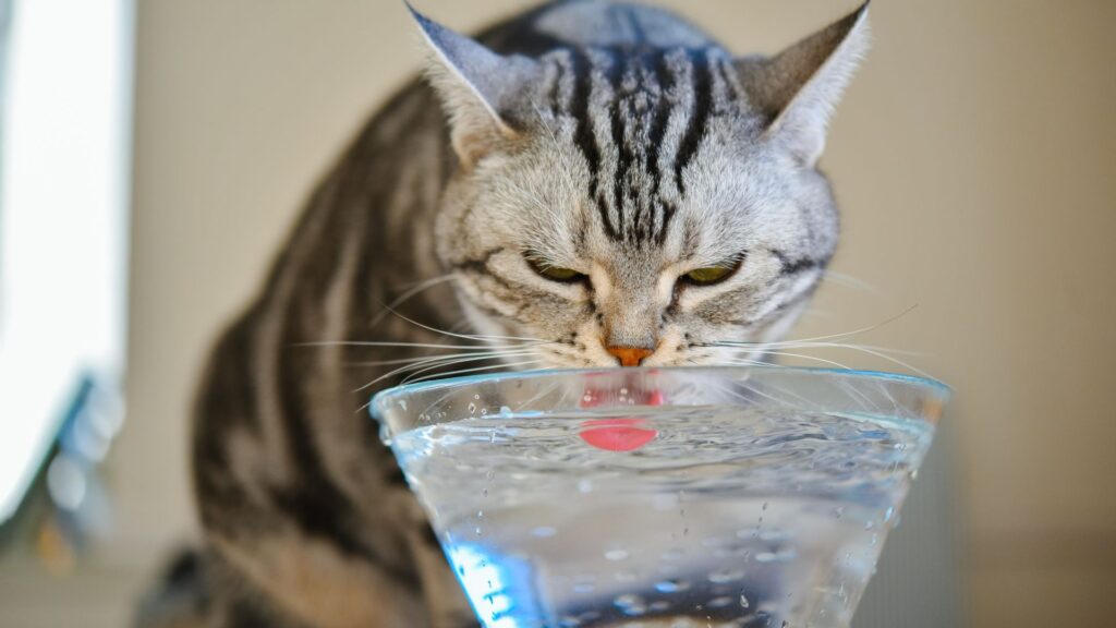 Como hacer que gato beba más agua