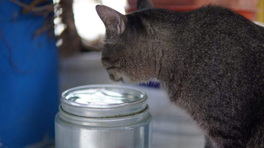 mi gato no bebe agua