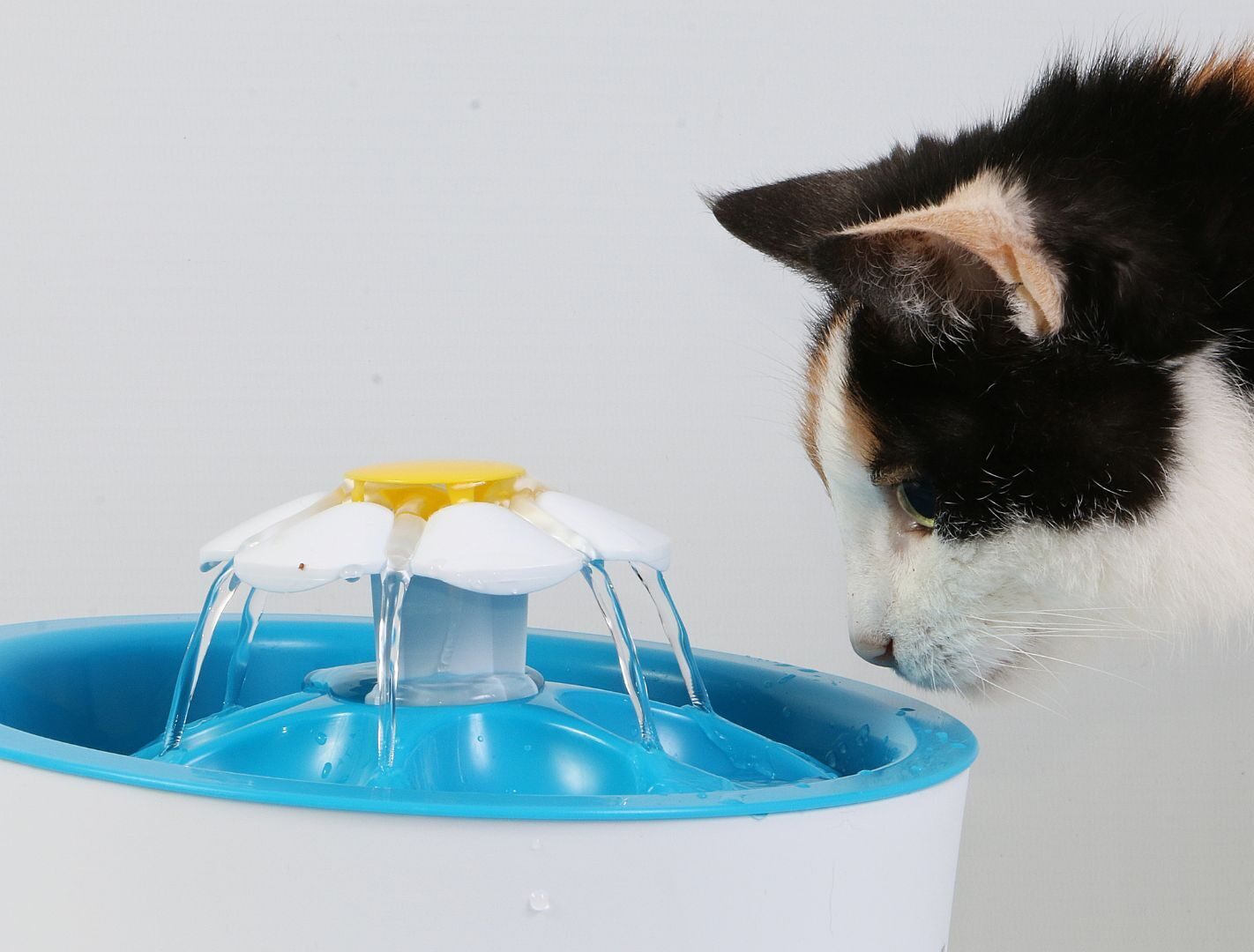 Gato bebiendo agua fresca de una fuente moderna para mascotas