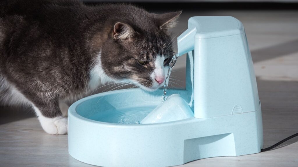 soluciones para que gato beba agua